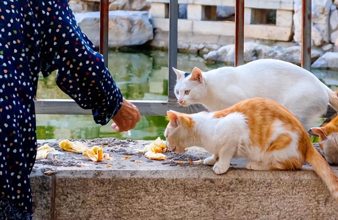 原来养猫的10大好处，难怪养猫的人越来越多了！