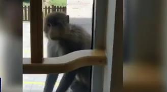 青岛一居民区闯进一只猴，嘴巴很挑，玩得很嗨！为啥今年“大圣”格外多