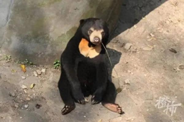 “人里人气”！动物园的黑熊是人扮的？官方：有必要科普一下了