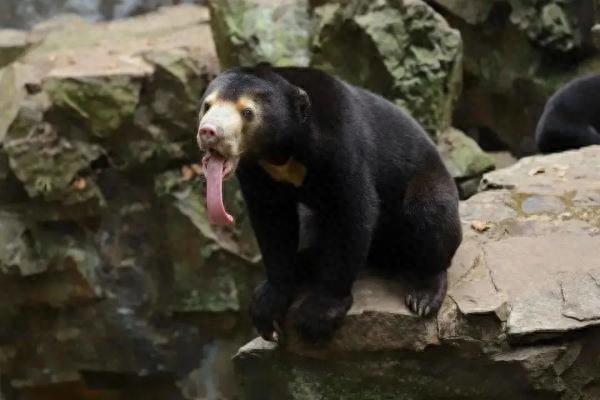 “人里人气”！小熊被质疑是人假扮的，动物园坐不住了……