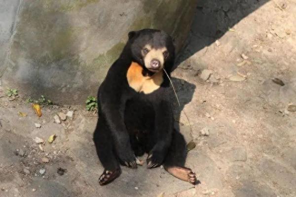 “人里人气”！小熊被质疑是人假扮的，动物园坐不住了……