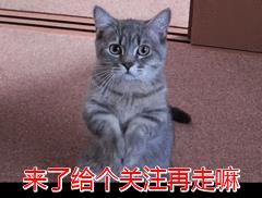 常见10种宠物猫的优缺点，你最爱哪种？