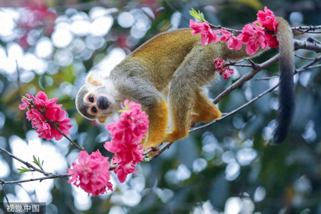 赏花正当时 重庆一乐园松鼠猴爬树“赏花”
