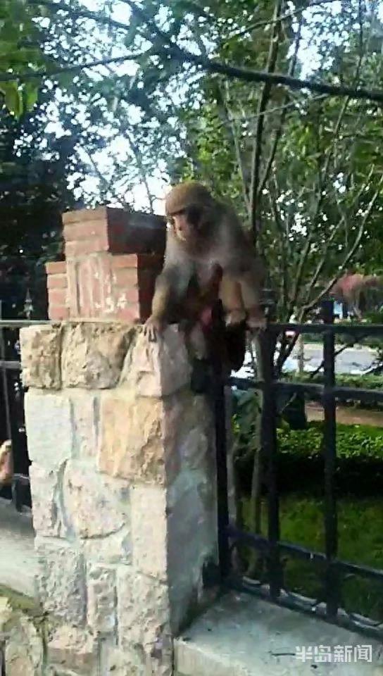 青岛一居民区闯进一只猴，嘴巴很挑，玩得很嗨！为啥今年“大圣”格外多