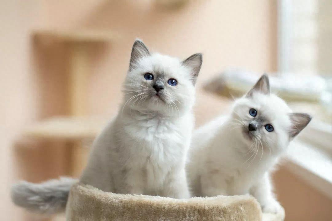 最新！常见的10种猫简介以及价格，看看你家猫上榜了吗？