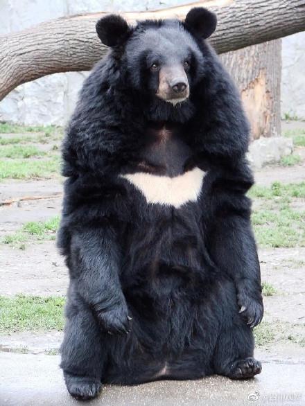 今天是世界熊日，一起关注、爱护动物！
