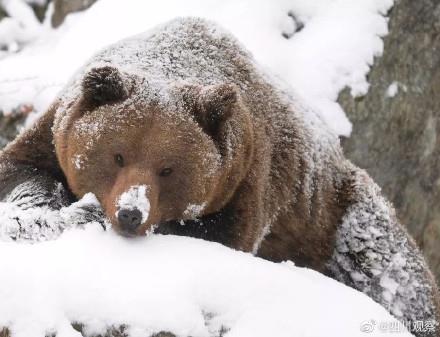 今天是世界熊日，一起关注、爱护动物！