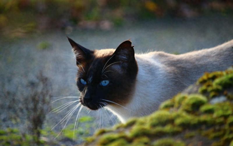 常见10种宠物猫的优缺点，你最爱哪种？