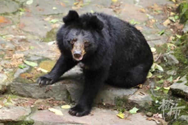 “人里人气”！动物园的黑熊是人扮的？官方：有必要科普一下了