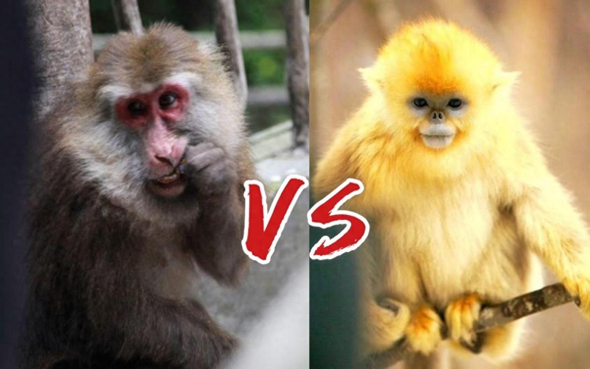猴中贵族金丝猴，如果遇上流氓峨眉猴，国宝会不会被峨眉猴群殴？