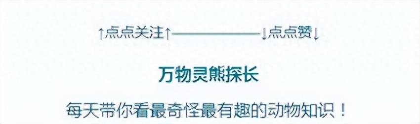 猴中贵族金丝猴，如果遇上流氓峨眉猴，国宝会不会被峨眉猴群殴？