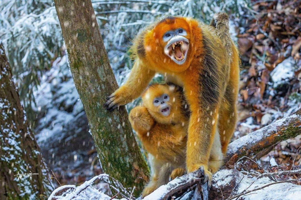 猴中贵族金丝猴，如果遇上流氓峨眉猴，国宝会不会被峨眉猴群殴？