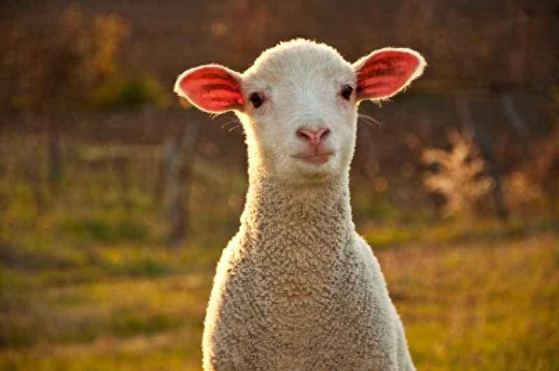 养羊是养绵羊好还是山羊好？不知道要养哪个品种的羊，先看看分析