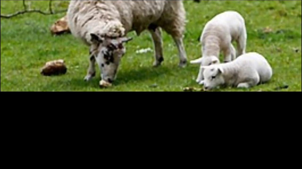 羊是一种重要的家畜，对人类的生活贡献颇丰，你了解多少？