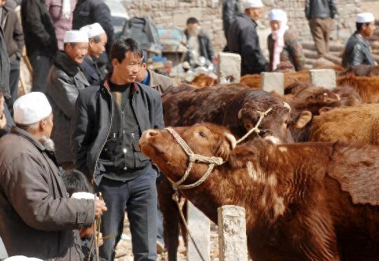 预警！牛价“大变脸”，“低价牛肉”原因浮出水面！究竟发生了啥