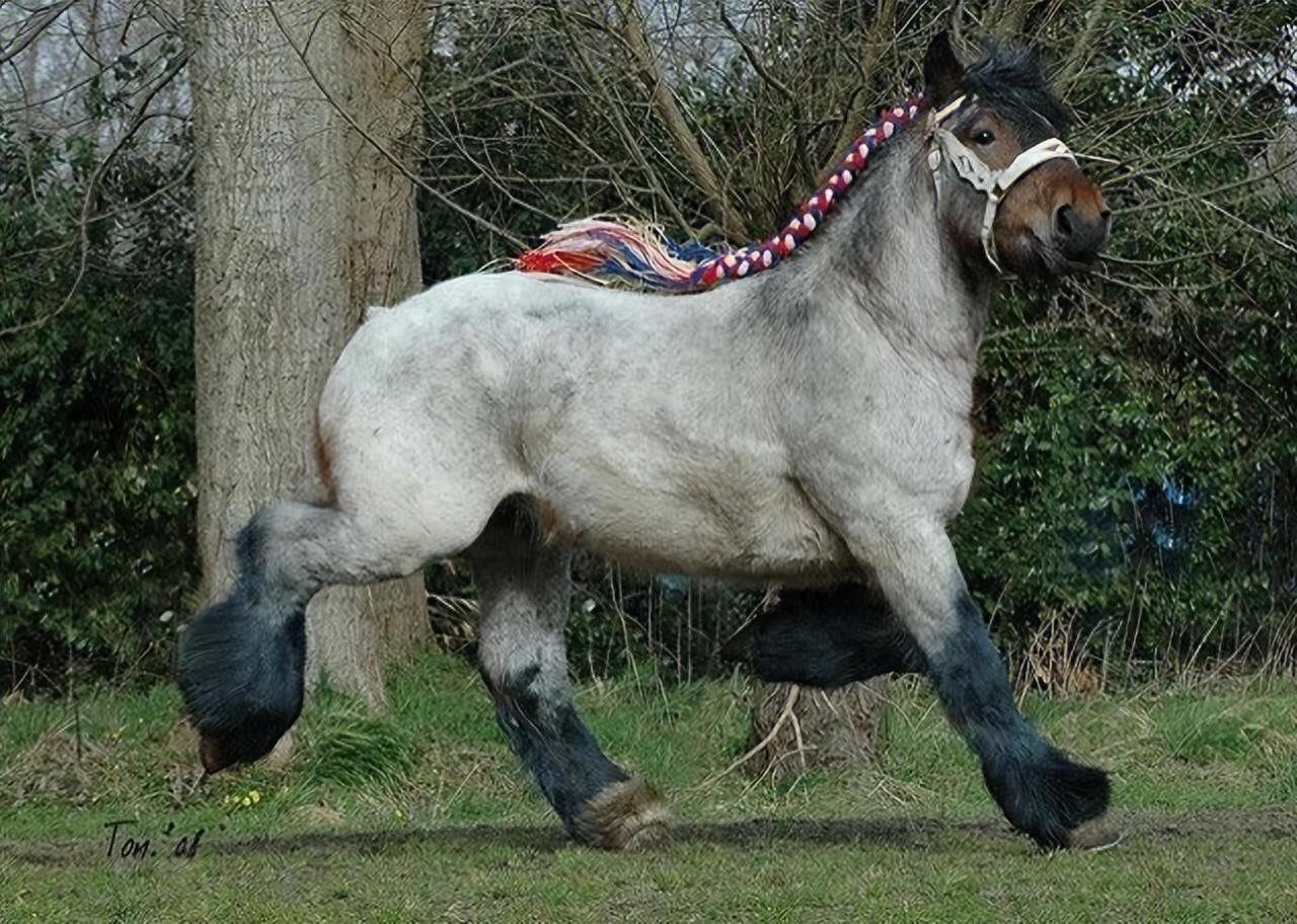 马是何时被人类给驯化的，给马的脚上“穿鞋子”，到底有什么用