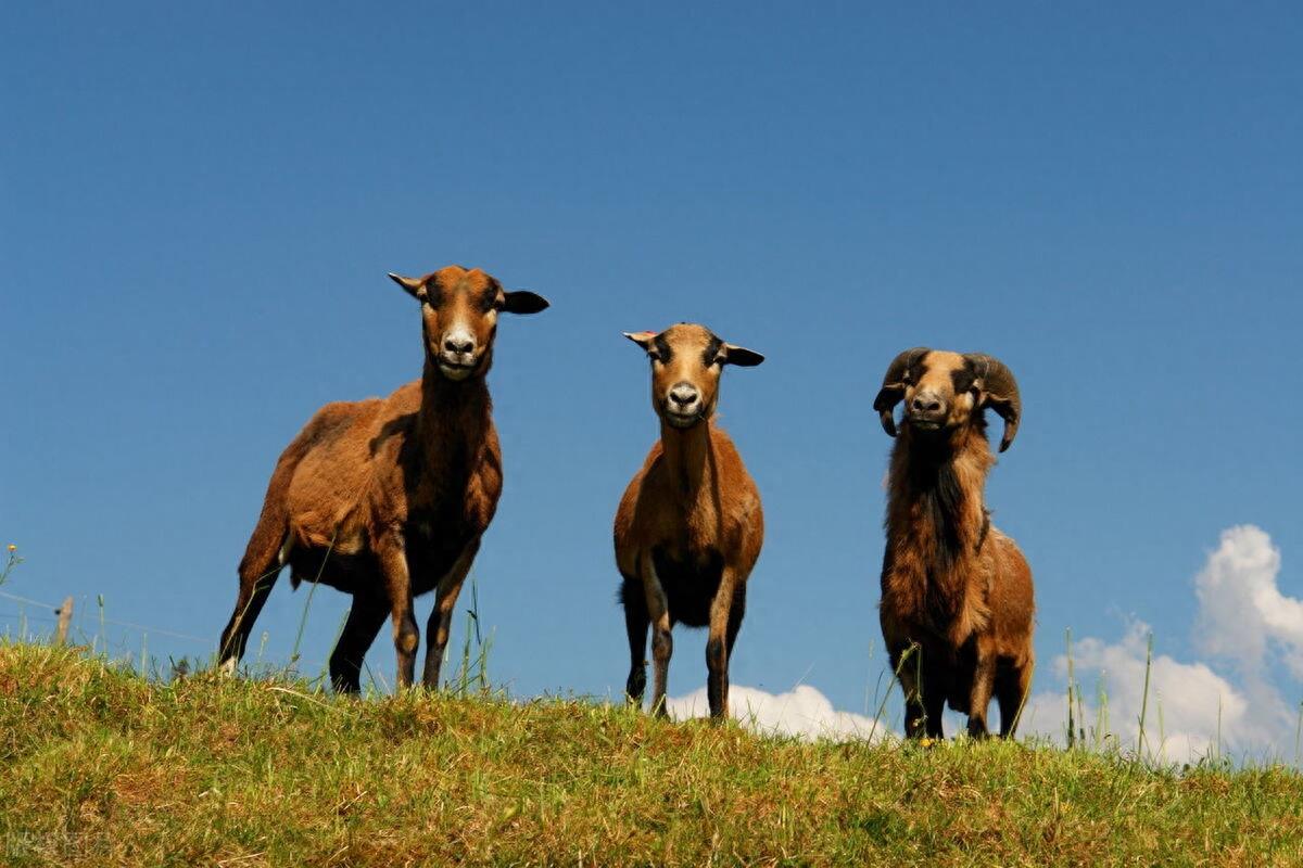 40公斤的羊能杀出多少羊肉，养羊专业户给出你答案，不用猜测了？