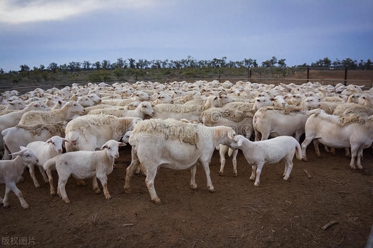 羊的6大生活行为习性，掌握好，养羊得心应手！新手养羊必备技巧