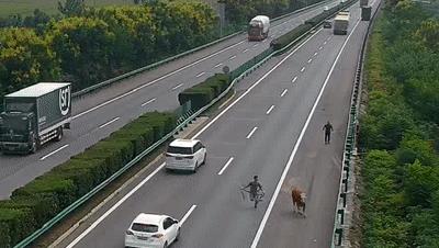 砰！今天下午，阜阳高速上掉一头牛…