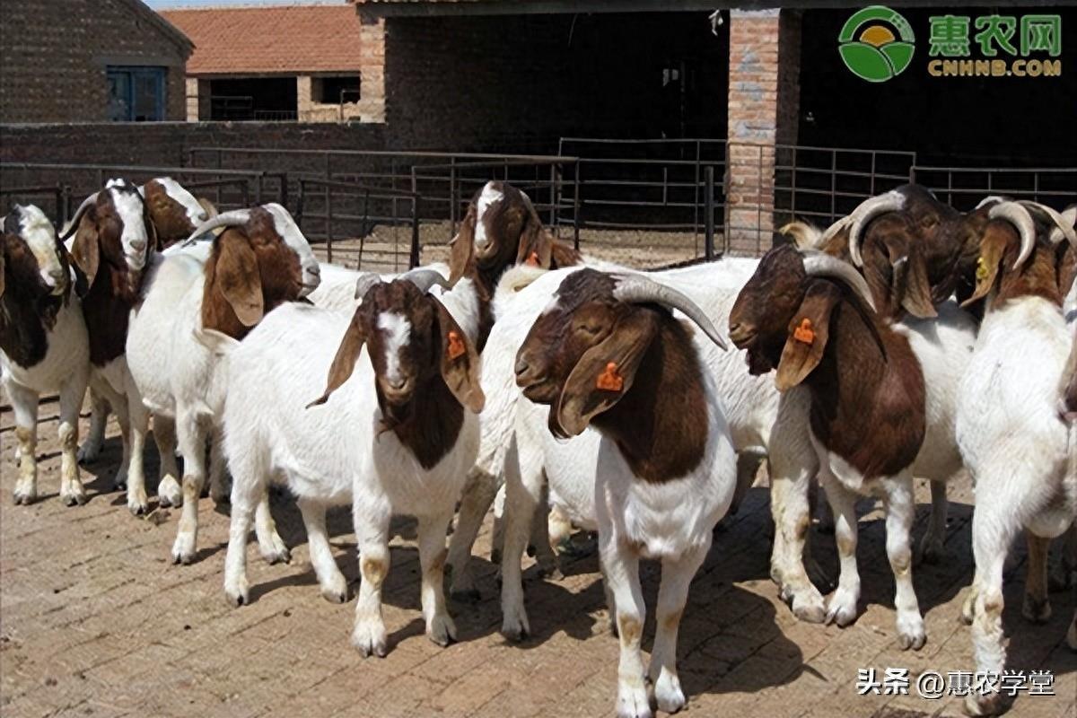 今日活羊价格多少钱一斤？市场上常见的羊有哪些品种？