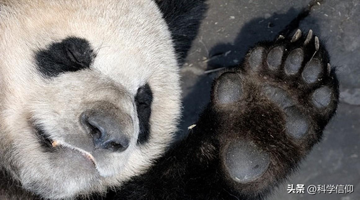 大熊猫是熊，但有一点不同于其它的熊，就是它有六个指头