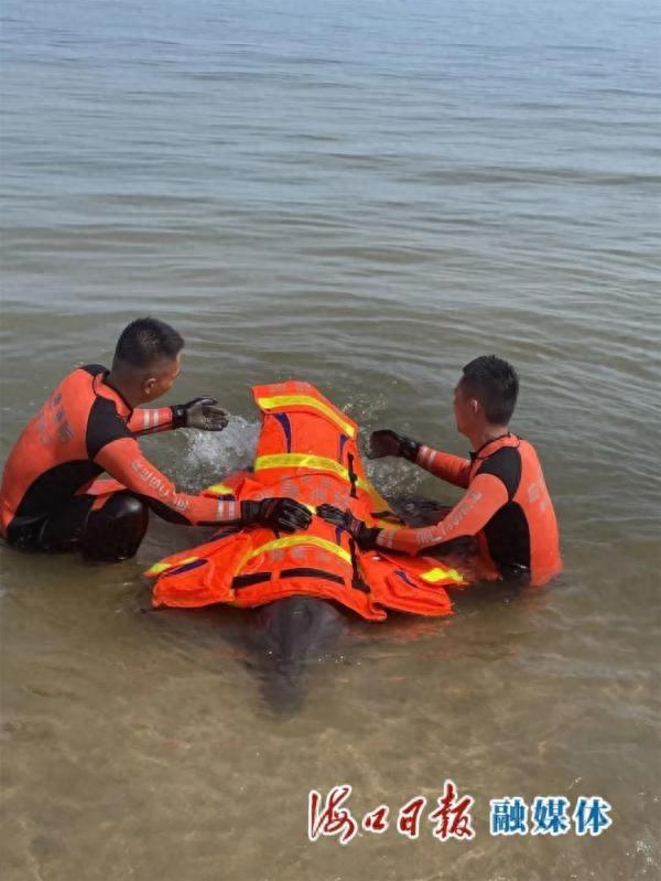一海豚搁浅，海口海岸警察联合多部门救助
