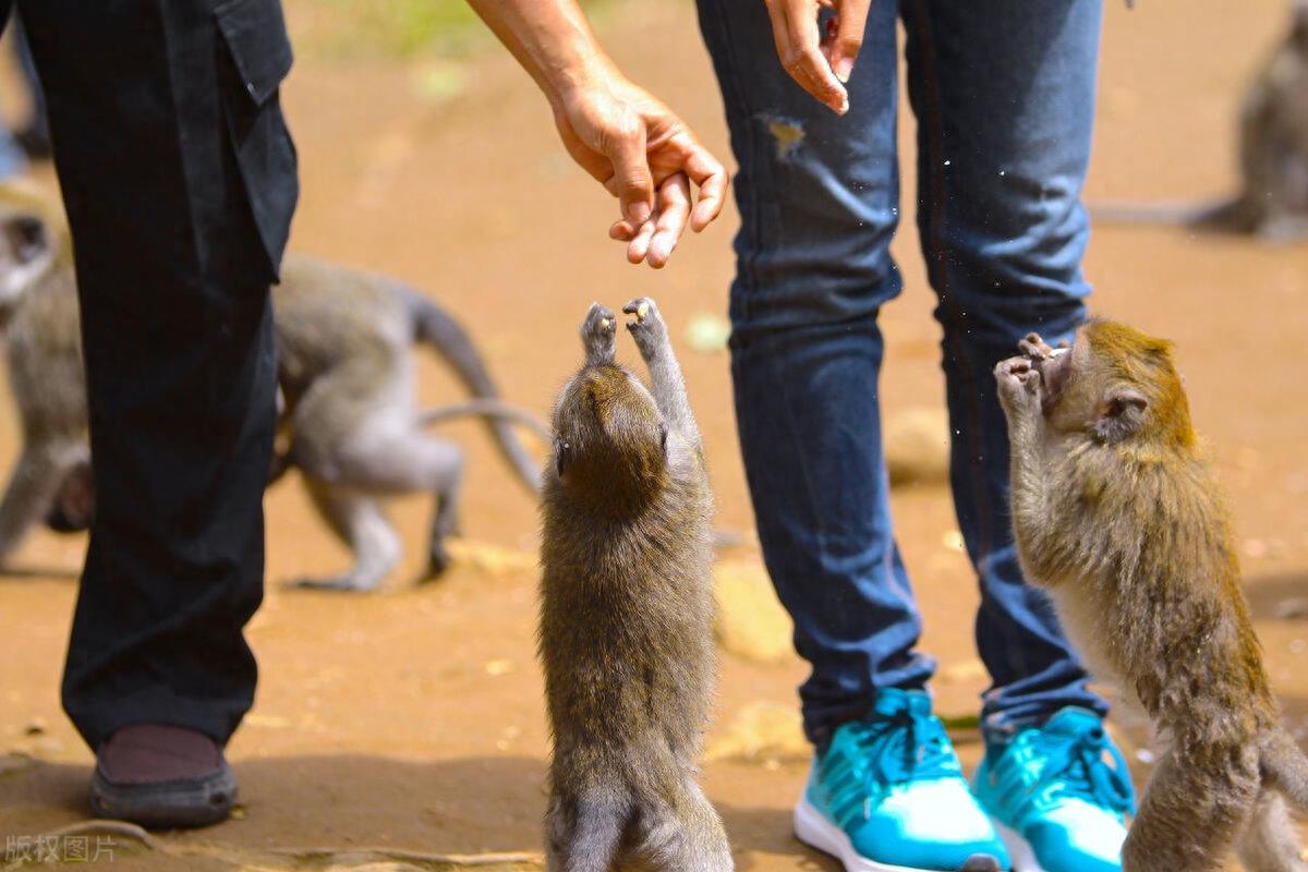 九江湖口发现成年野生藏酋猴，网友：是景点抢游客食物的猴子吗？