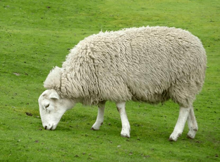 羊喜欢吃什么样的草？一只羊一年吃多少草料？养好羊的必备知识
