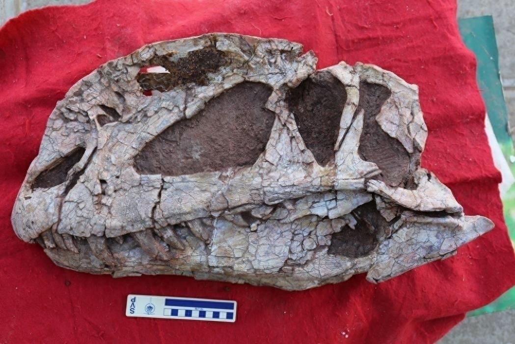 真•中国龙，云南确认两个中国龙属新物种