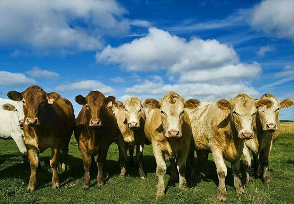 牛吃土是啥原因？牛吃土怎么解决？养殖经验告诉你