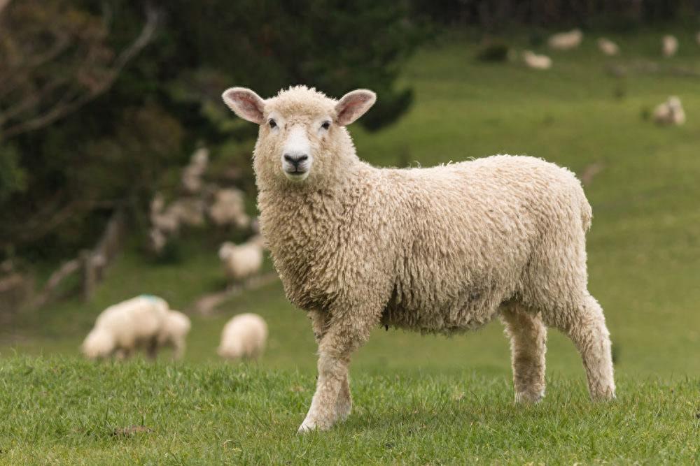 羊喜欢吃什么样的草？一只羊一年吃多少草料？养好羊的必备知识