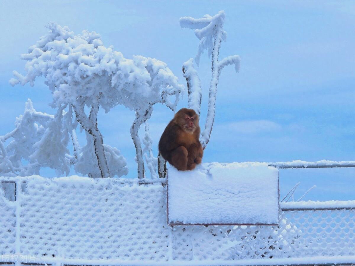九江湖口发现成年野生藏酋猴，网友：是景点抢游客食物的猴子吗？