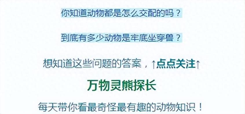 别以为家里的牛温顺！广西公牛顶死6岁小孩，突然发狂有原因吗？