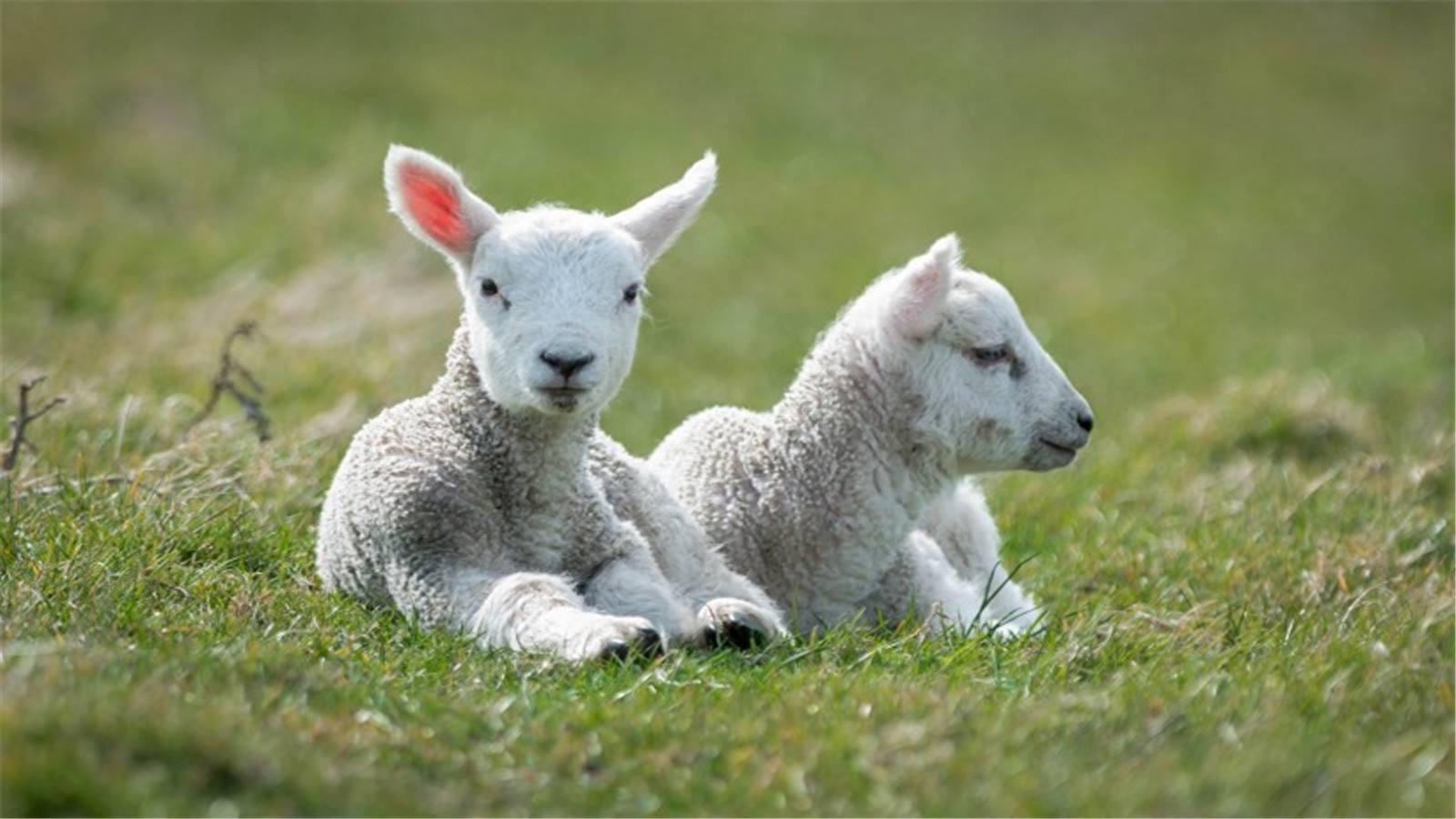 养羊是养绵羊好还是山羊好？不知道要养哪个品种的羊，先看看分析