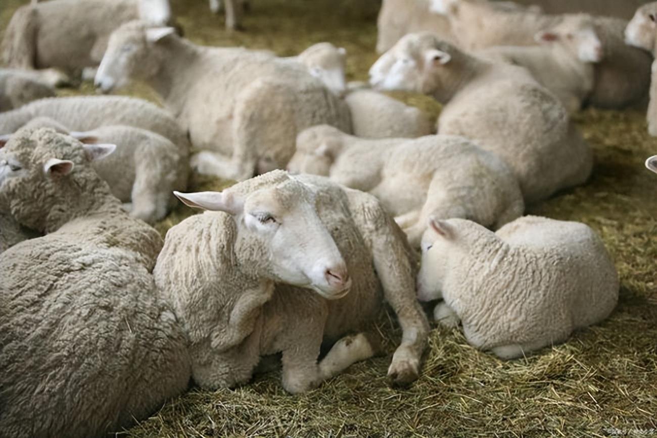 《说文解字》第729课：“羌”字为啥“从羊”？