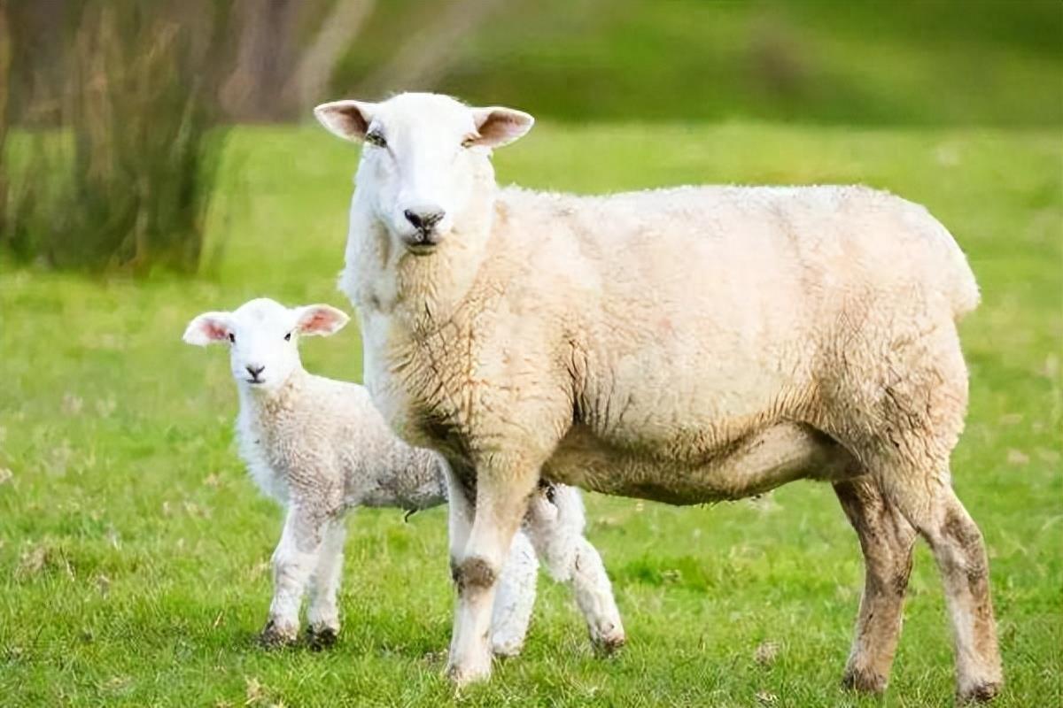 羊不吃食是什么原因？羊不吃不喝怎么办？羊不吃怎么解决？
