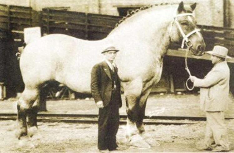 世界上最著名的8匹马：最小、最大、最美、最快、最奢侈、最英勇
