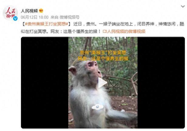 贵州“美猴王”打坐冥想，网友：这是个懂养生的猴