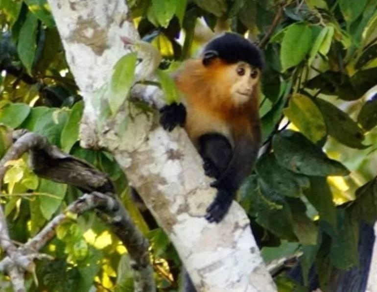 婆罗洲惊现“神秘杂交猴”，已经生下健康后代，生殖隔离失效了？