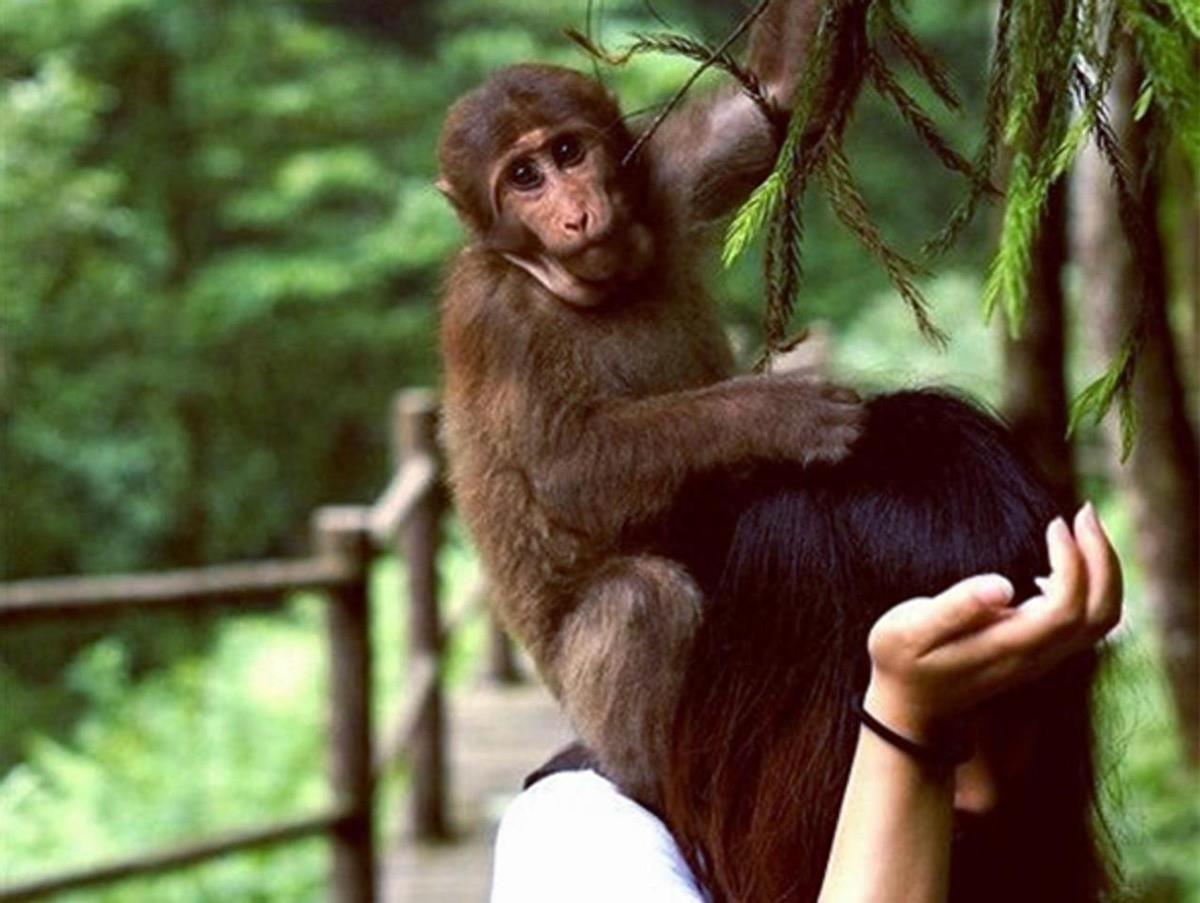 婆罗洲惊现“神秘杂交猴”，已经生下健康后代，生殖隔离失效了？