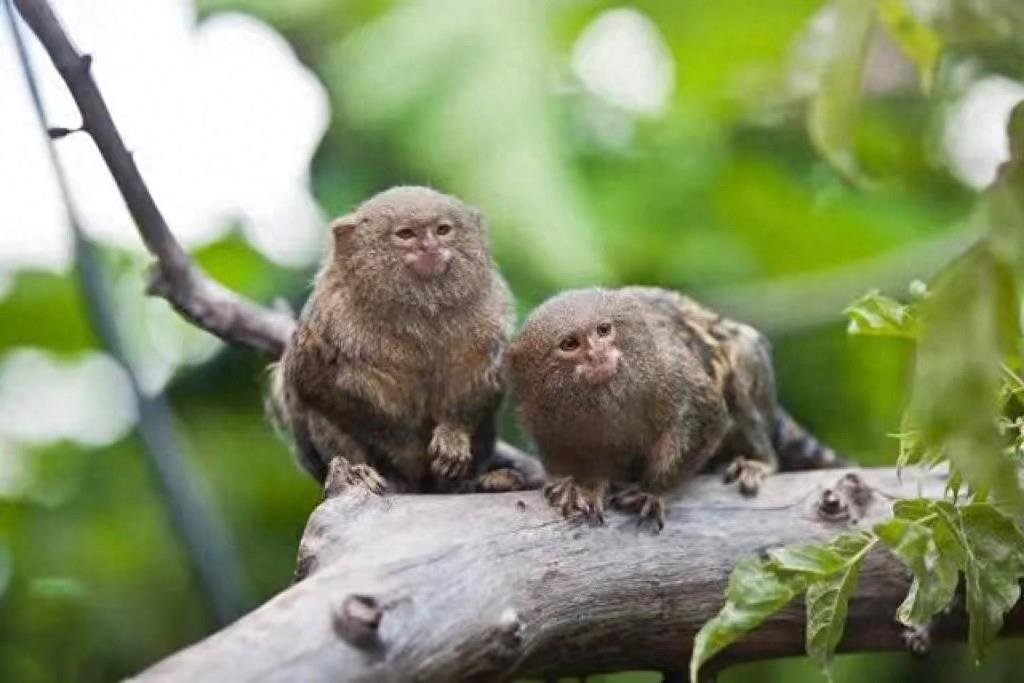 地球上最小的猴子，能趴在人的手指上卖萌，却几乎每胎都是双胞胎