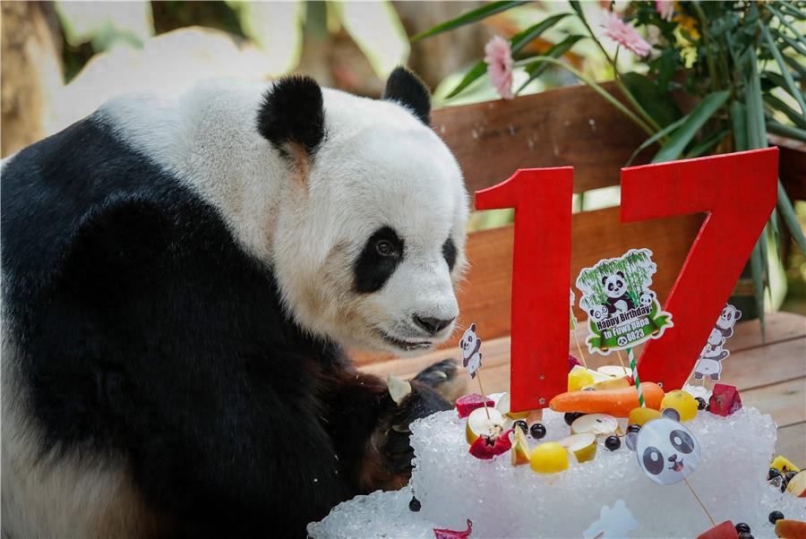 旅马大熊猫“兴兴”“靓靓”迎来17岁生日