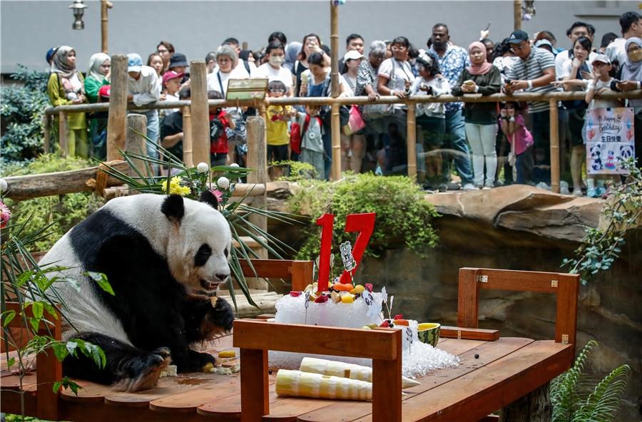 旅马大熊猫“兴兴”“靓靓”迎来17岁生日
