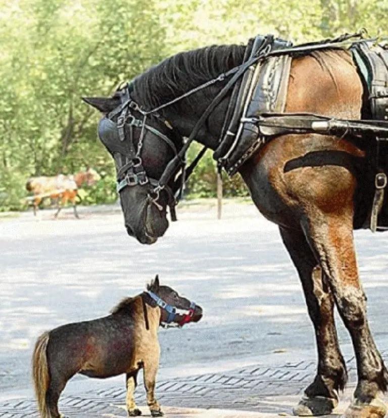 世界上最著名的8匹马：最小、最大、最美、最快、最奢侈、最英勇