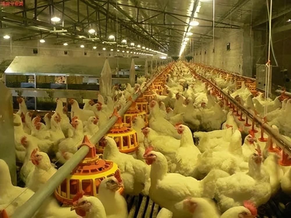 中国人每年吃70亿只鸡，为什么就不吃火鸡？是因为做得不好吃吗？