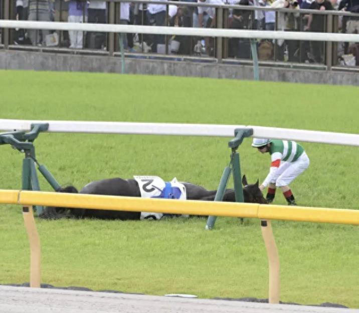 视频热传！日本赛马场上马匹突然倒地猝死，前骑手言论引争议