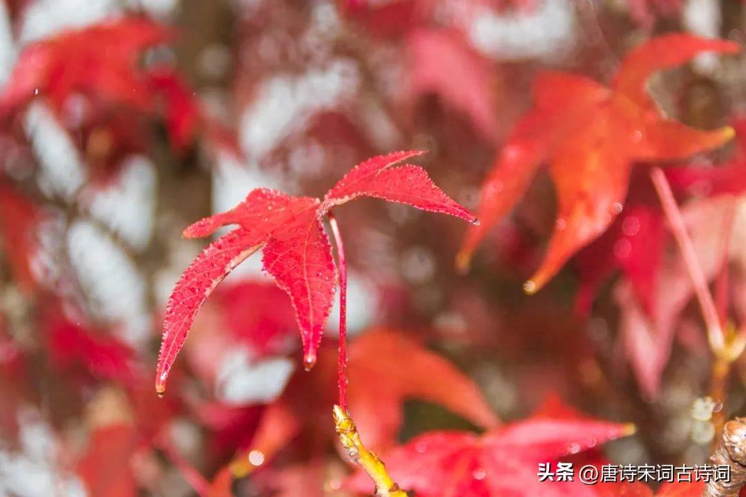 初秋的雨，细细地洒​