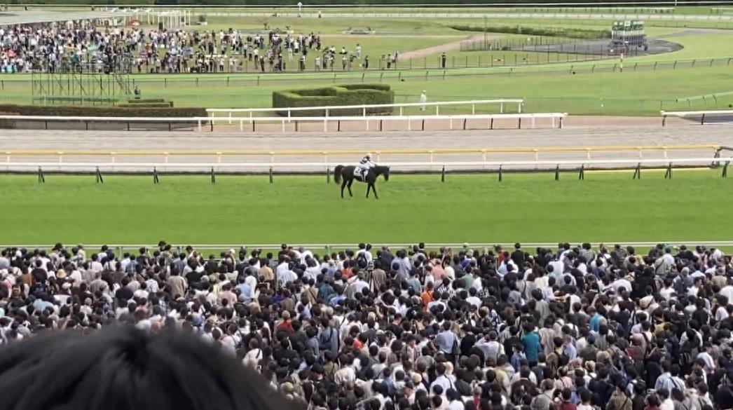 视频热传！日本赛马场上马匹突然倒地猝死，前骑手言论引争议