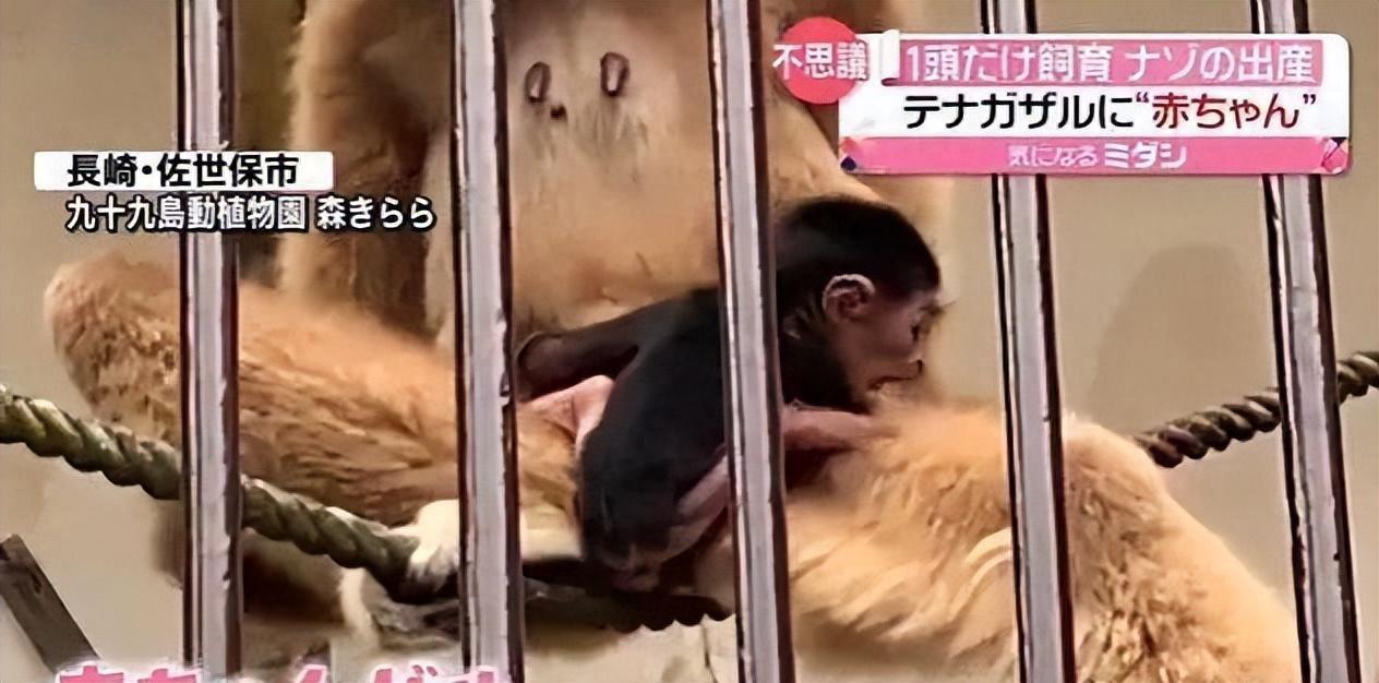 为了繁衍有多努力？日本公园特将公母猴分饲，母猴独居数年后产子