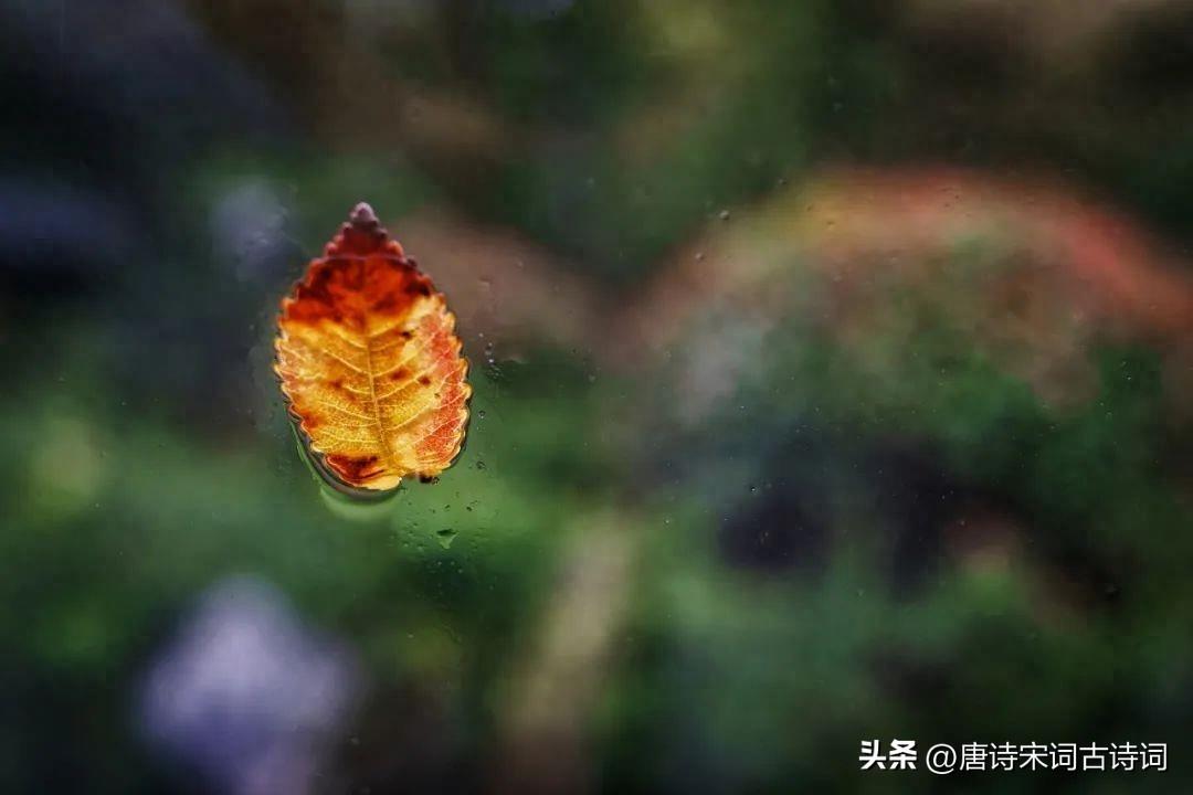 初秋的雨，细细地洒​